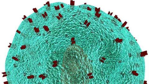 Engineering Non-immune Cells to Kill Cancer Cells
