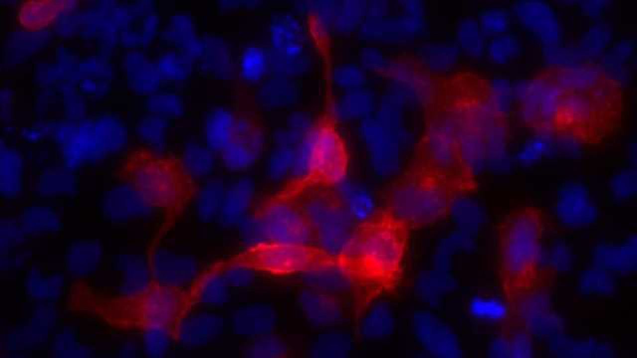 Horizon Discovery’s Dharmacon Introduces Edit-R CRISPRa Reagent Platform for Genome-Wide CRISPR Activation