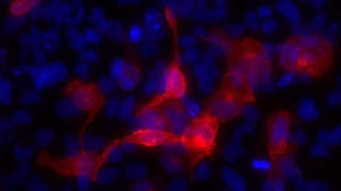Horizon Discovery’s Dharmacon Introduces Edit-R CRISPRa Reagent Platform for Genome-Wide CRISPR Activation