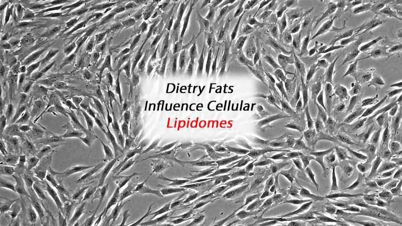 Revealing How Dietary Fat Affects Stem Cell Differentiation