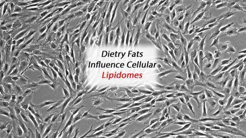 Revealing How Dietary Fat Affects Stem Cell Differentiation