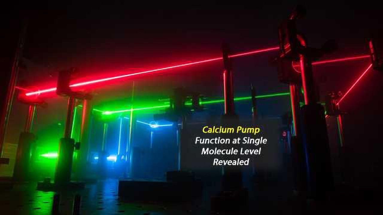 Step Towards Understanding Calcium Pump Functionality