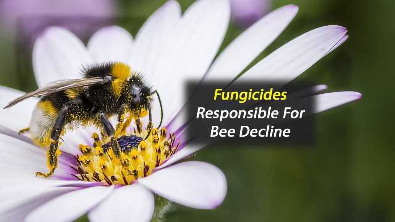 Fungicides Responsible for Bee Decline