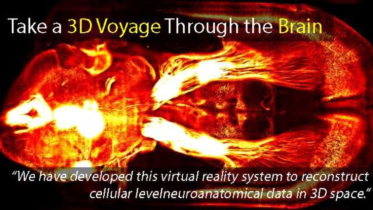 Take a 3D Voyage Through the Brain