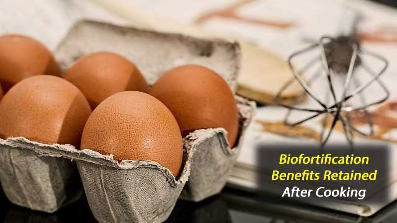 After Cooking, Biofortified Corn and Eggs Retain Nutrient Needed to Prevent Blindness
