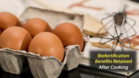 After Cooking, Biofortified Corn and Eggs Retain Nutrient Needed to Prevent Blindness