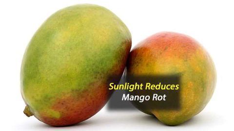 Study 'Sheds Light' on Sun's Role in Mitigating Fungal Disease of Mangoes