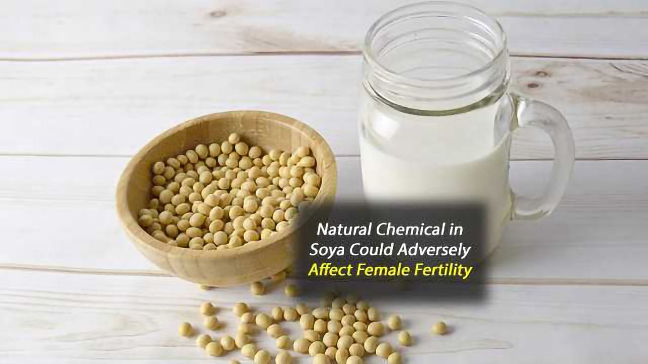 Study Finds Dietary Levels of Genistein May Adversely Affect Female Fertility