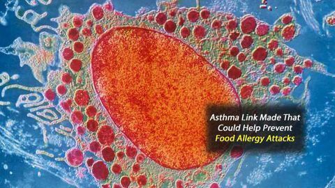 Allergy Amplifier Implicated in Asthma Also Intensifies Food Allergy