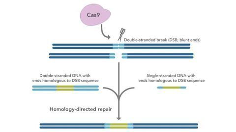 IDT Provides Optimized Conditions for HDR in CRISPR Editing