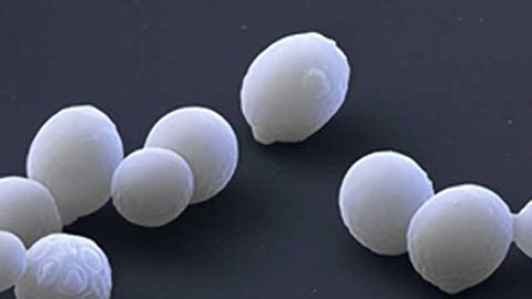 Lonza Launches XS™ Pichia 2.0 Expression and Manufacturing Platform for Development of Next Generation Therapeutics