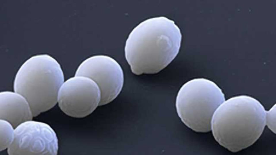 Lonza Launches XS™ Pichia 2.0 Expression and Manufacturing Platform for Development of Next Generation Therapeutics content piece image