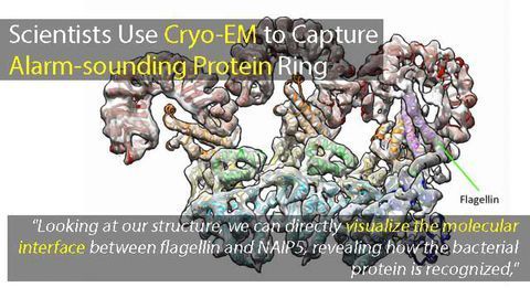 Closer Look at Immune Proteins Provides Insight into Potential Pathogen Protection Strategies