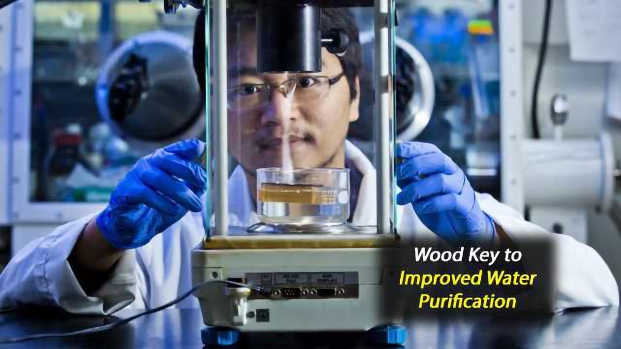 Pine and Poplar Wood Improve Sunlight-Driven Water Purification