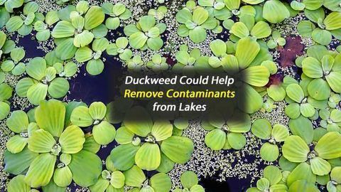 Aquatic Plant May Help Remove Contaminants From Lakes