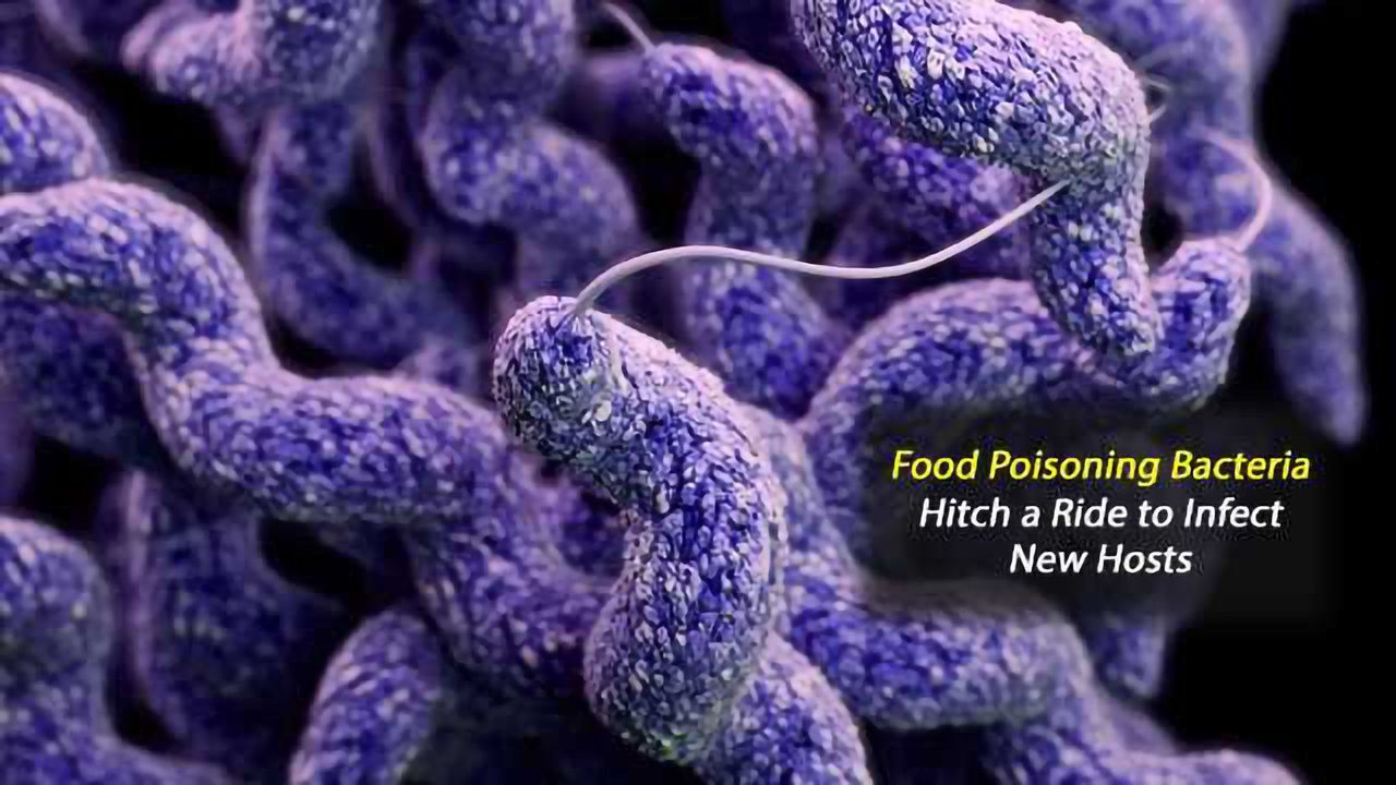 How Food Poisoning Bacteria Campylobacter Uses Other Organisms as Trojan Horse to Infect New Hosts