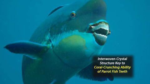 X-Rays Reveal the Biting Truth About Parrotfish Teeth