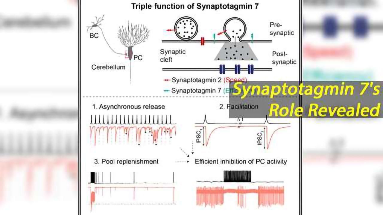 Synaptotagmin 7 Ensures Efficiency of Inhibitory Signal Transmission