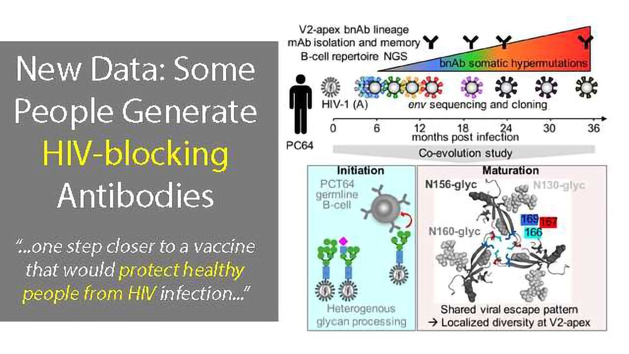 AIDS Vaccine Design: New Data Offers Important Insight