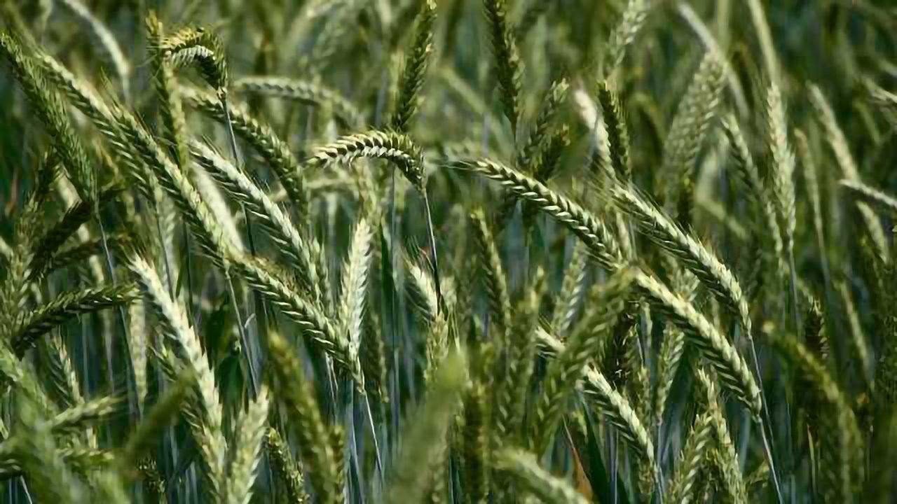 What’s in Your Wheat? Sequencing One of the Most Complex Genomes Known to Science