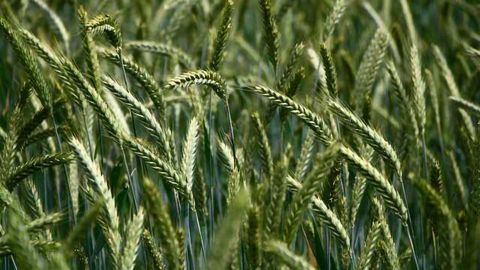 What’s in Your Wheat? Sequencing One of the Most Complex Genomes Known to Science