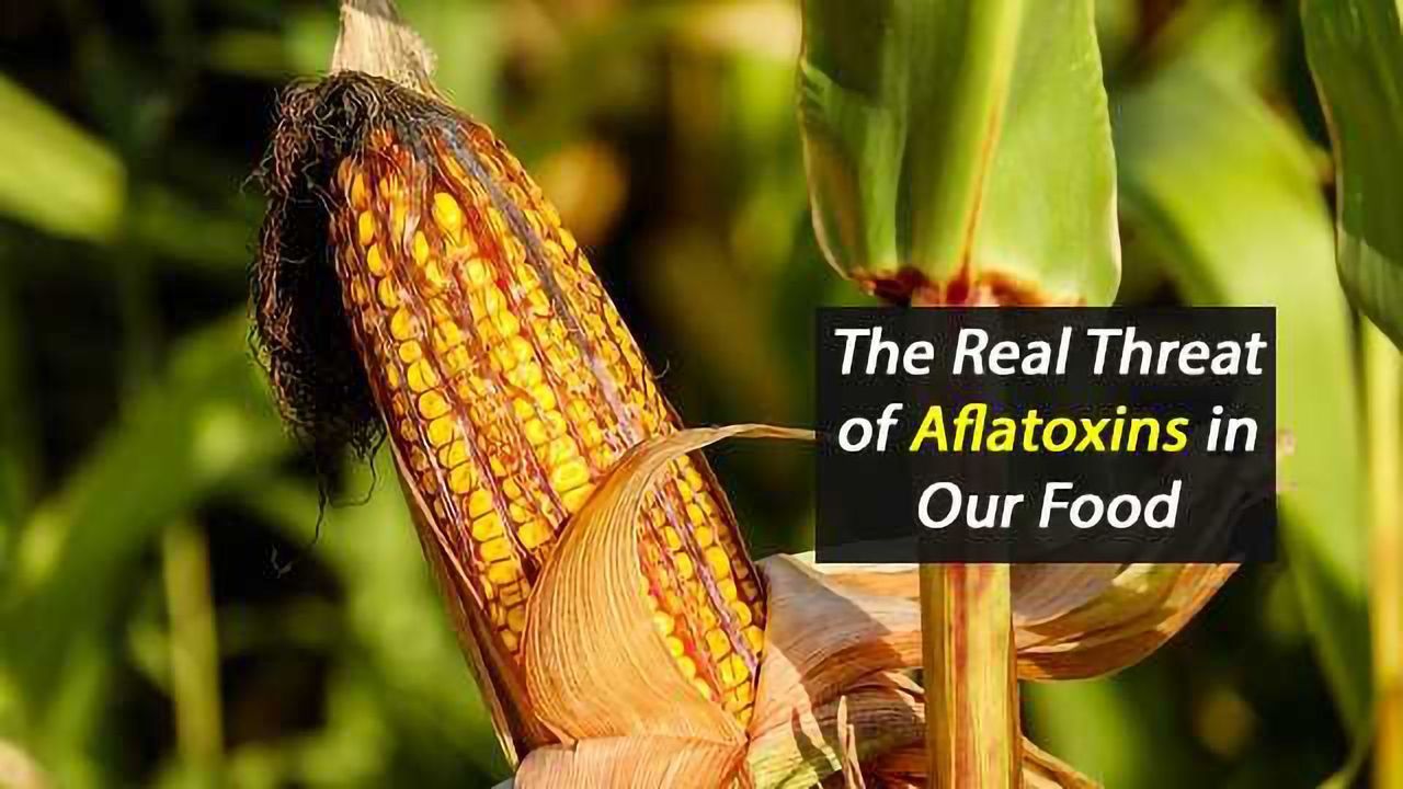 The Importance of Aflatoxin Discrimination in Food Testing