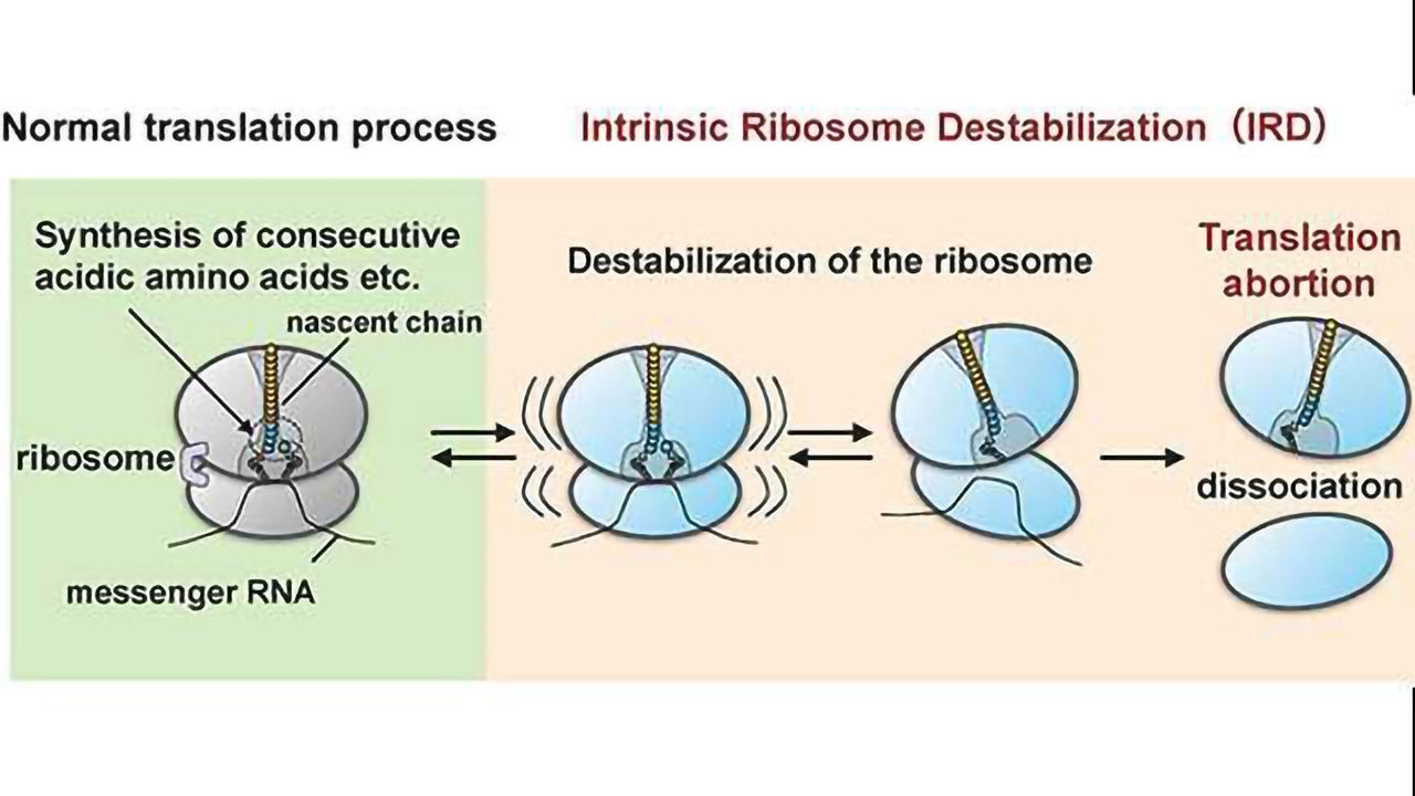 Protein "Intentionally" Terminates own Synthesis by Destabilizing Synthesis Machinery — the Ribosome