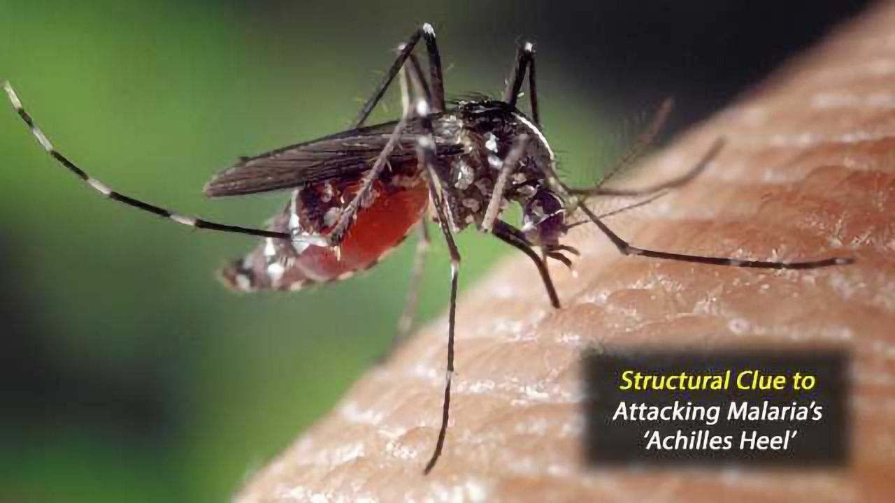 A Structural Clue to Attacking Malaria’s ‘Achilles Heel’