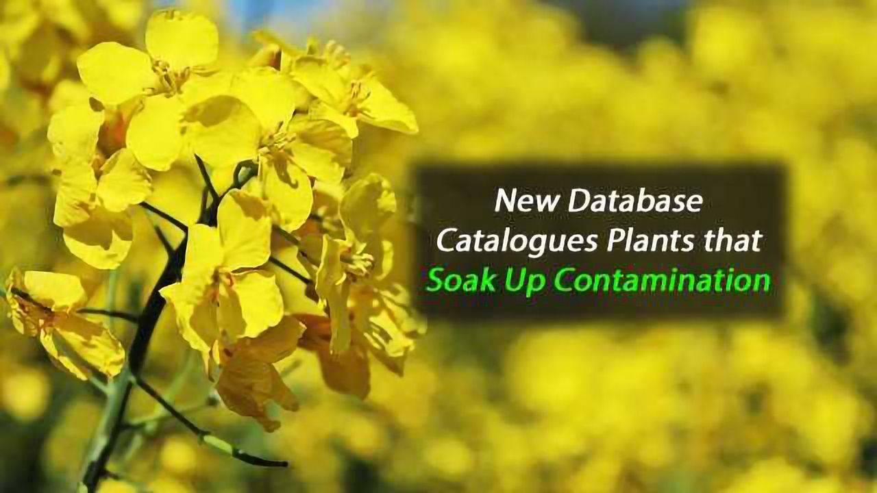 New Database Catalogues Plants that Soak Up Contamination
