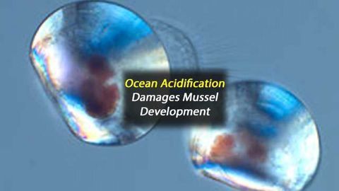 Ocean Acidification Affects Mussels at Early Life Stages
