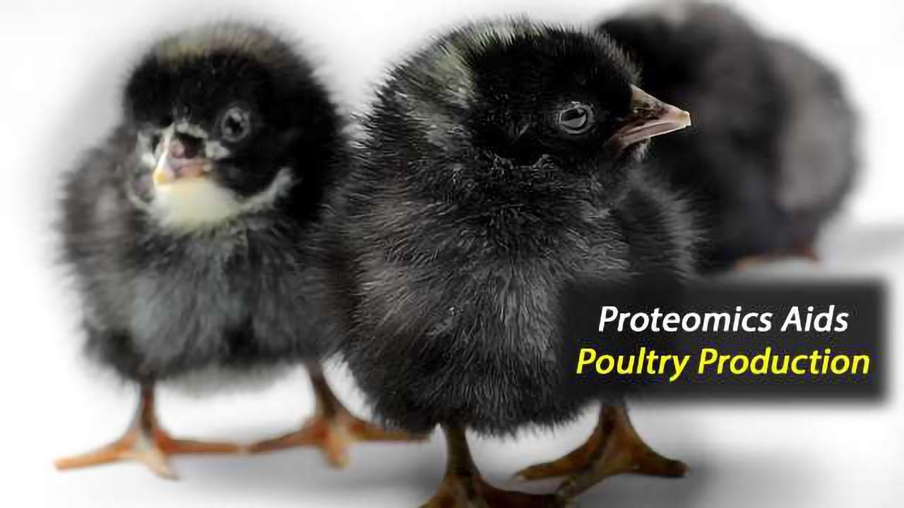 Improving Poultry Production Through Precision Fertility Management