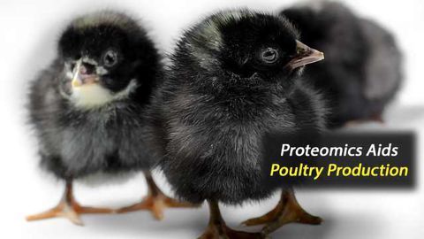 Improving Poultry Production Through Precision Fertility Management