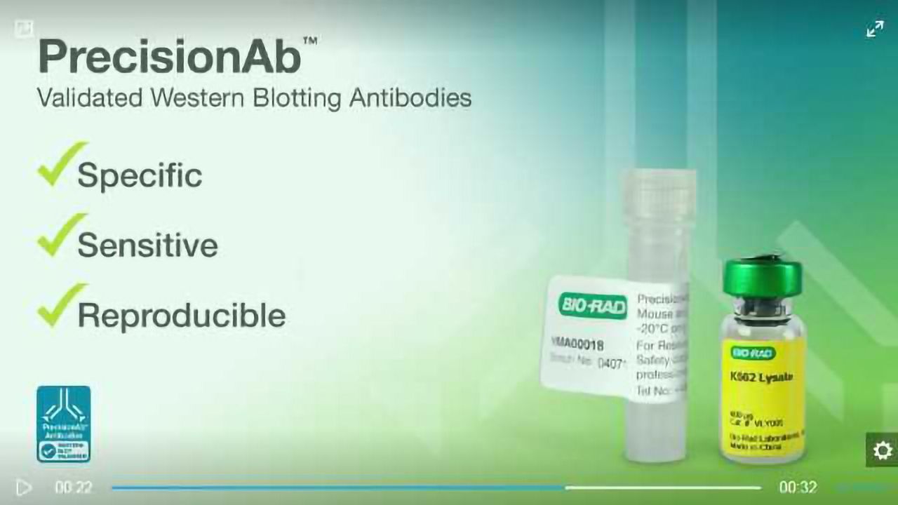 How Does an Antibody Become a PrecisionAb™ Antibody?