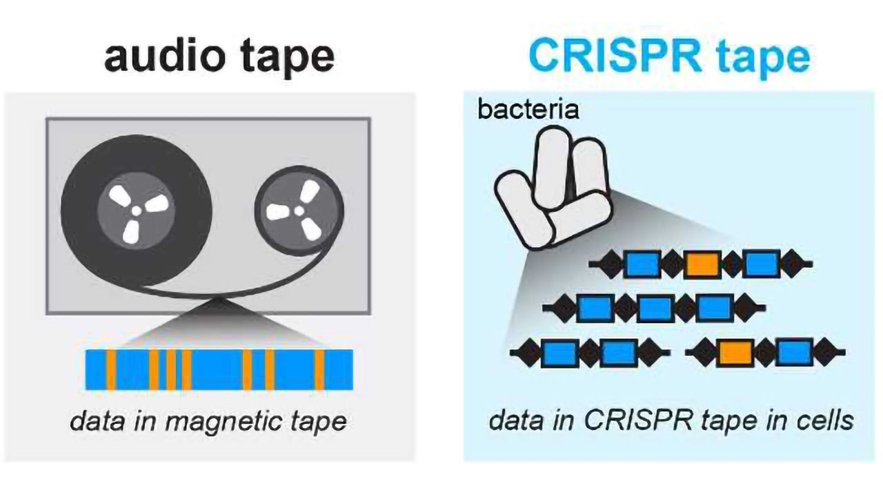 World’s Smallest Tape Recorder Is Built From Microbes