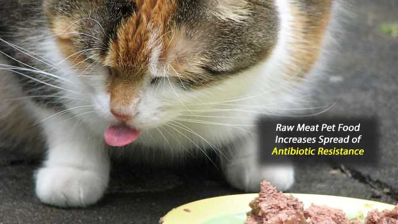 Raw Cat Food Could Spread Antibiotic-Resistant Bacteria