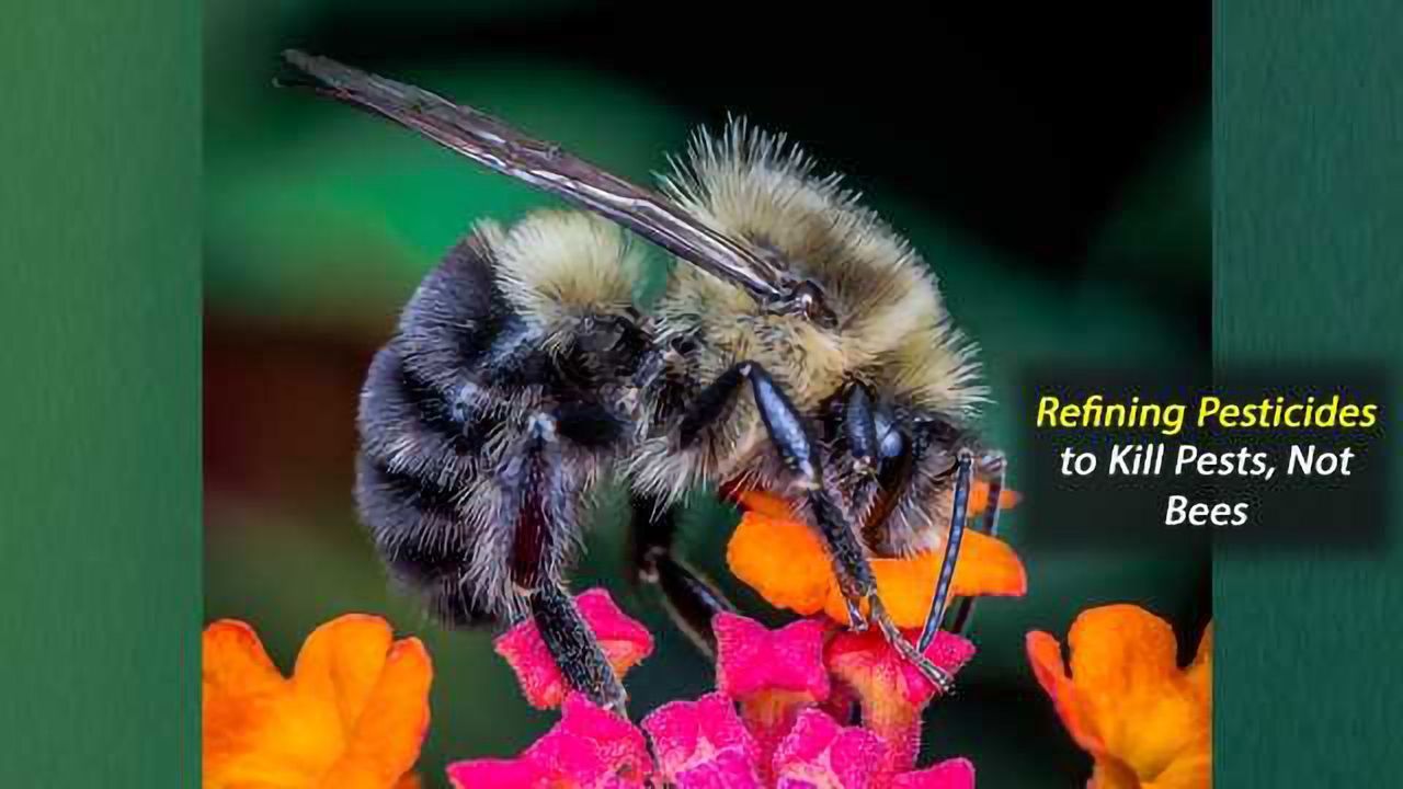 Refining Pesticides to Kill Pests, Not Bees
