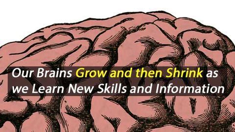 The Brain's Gray Matter Increases and then Decreases in Volume During Learning