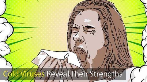 Why Don’t We Ever Develop Immunity Against the Common Cold?
