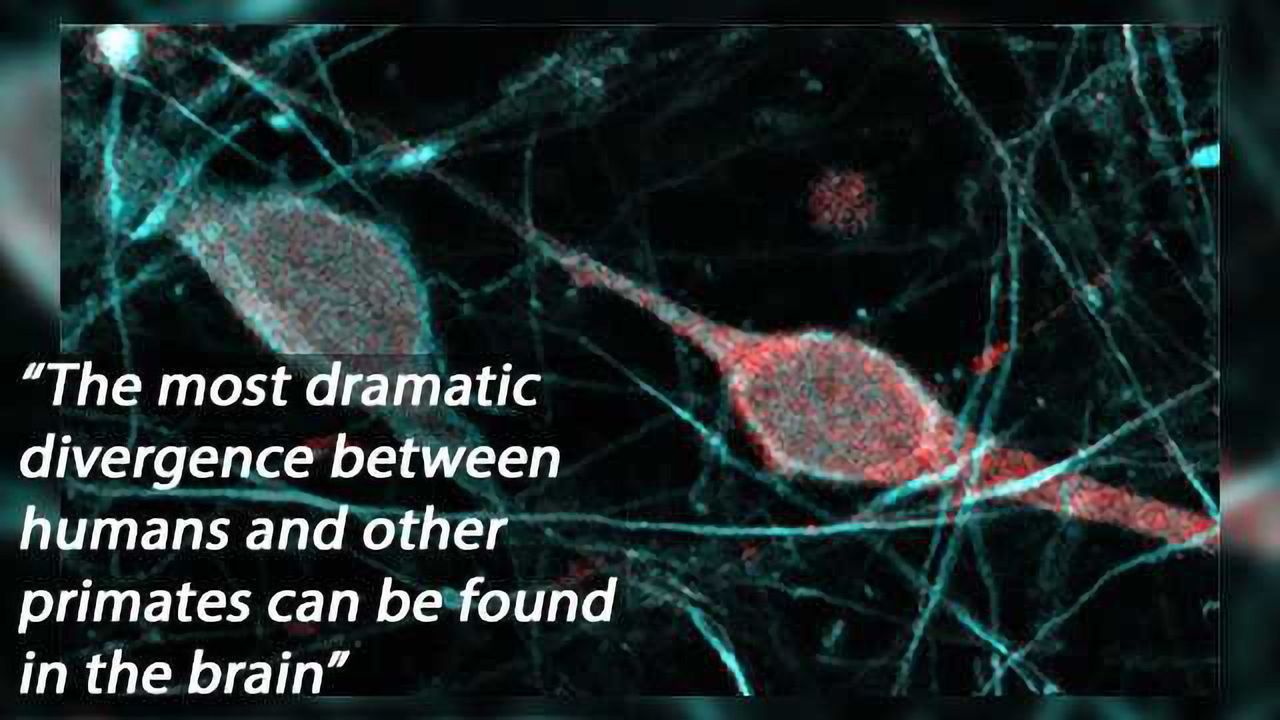 Small Genetic Differences Among Species Mark Human Brain Evolution