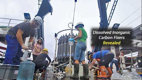 Deep Ocean Bacteria Discovered to Play Large Role in Carbon Capture