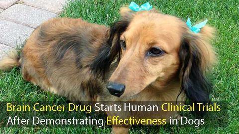 Human Brain-cancer Patients Set to Receive Cancer Drug in Clinical Trials