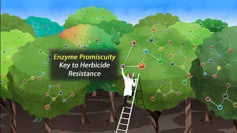 Large-Scale Approach Reveals Imperfect Actor in Plant Biotechnology
