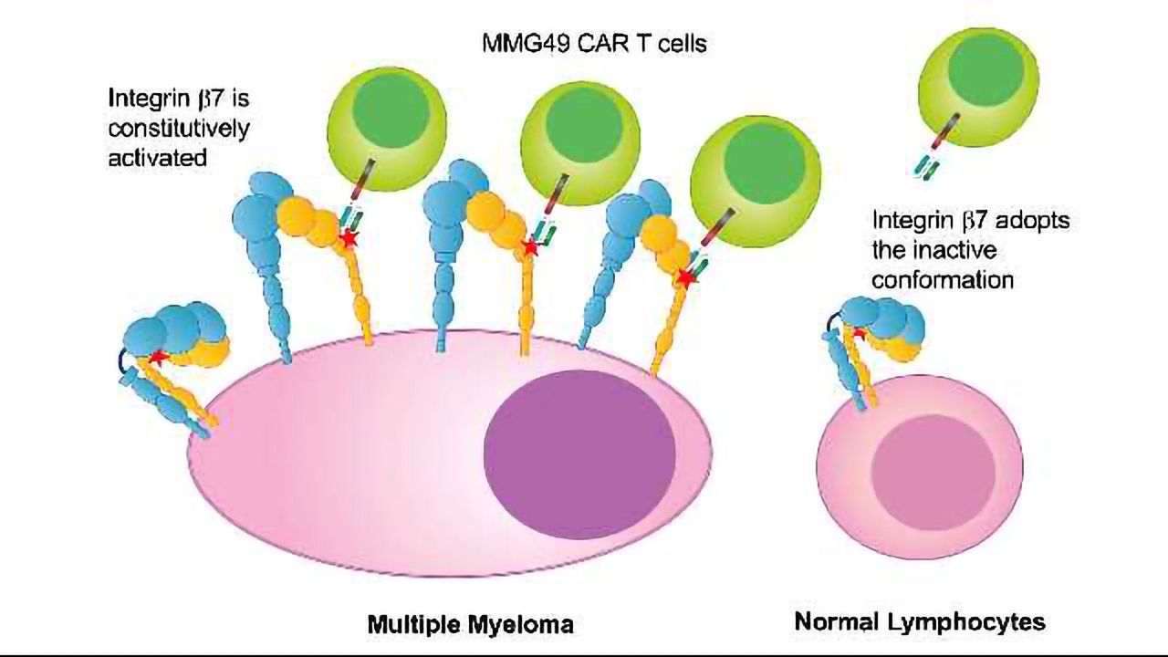 New Strategy for Multiple Myeloma Immunotherapy