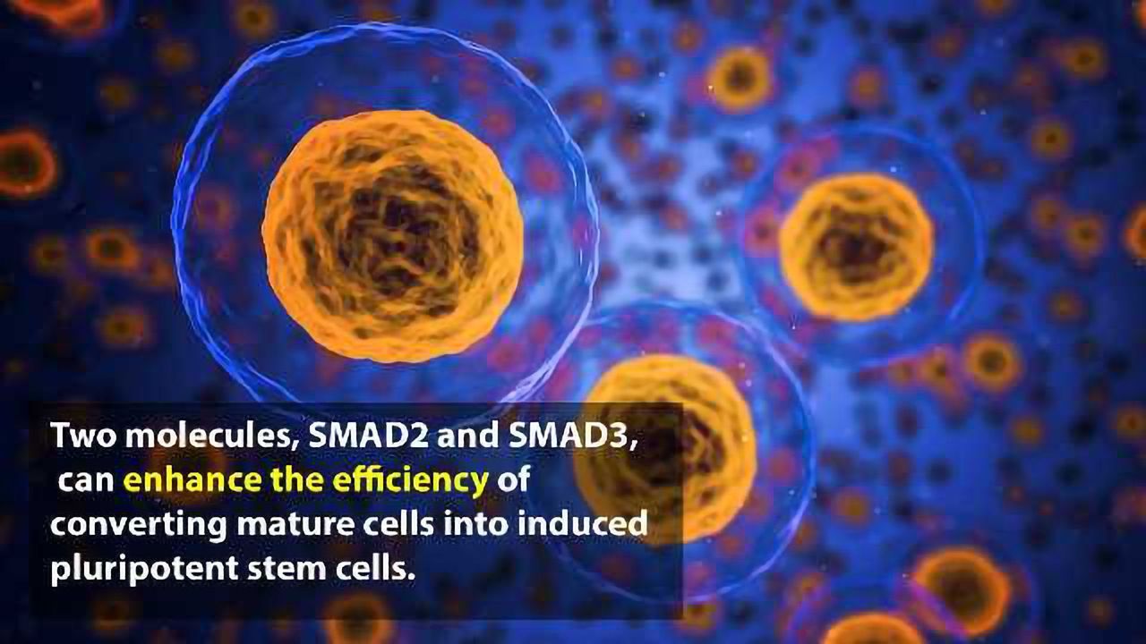 Quest for New Drugs Could be Helped by Cell Discovery