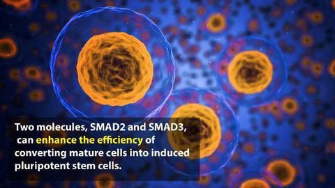 Quest for New Drugs Could be Helped by Cell Discovery