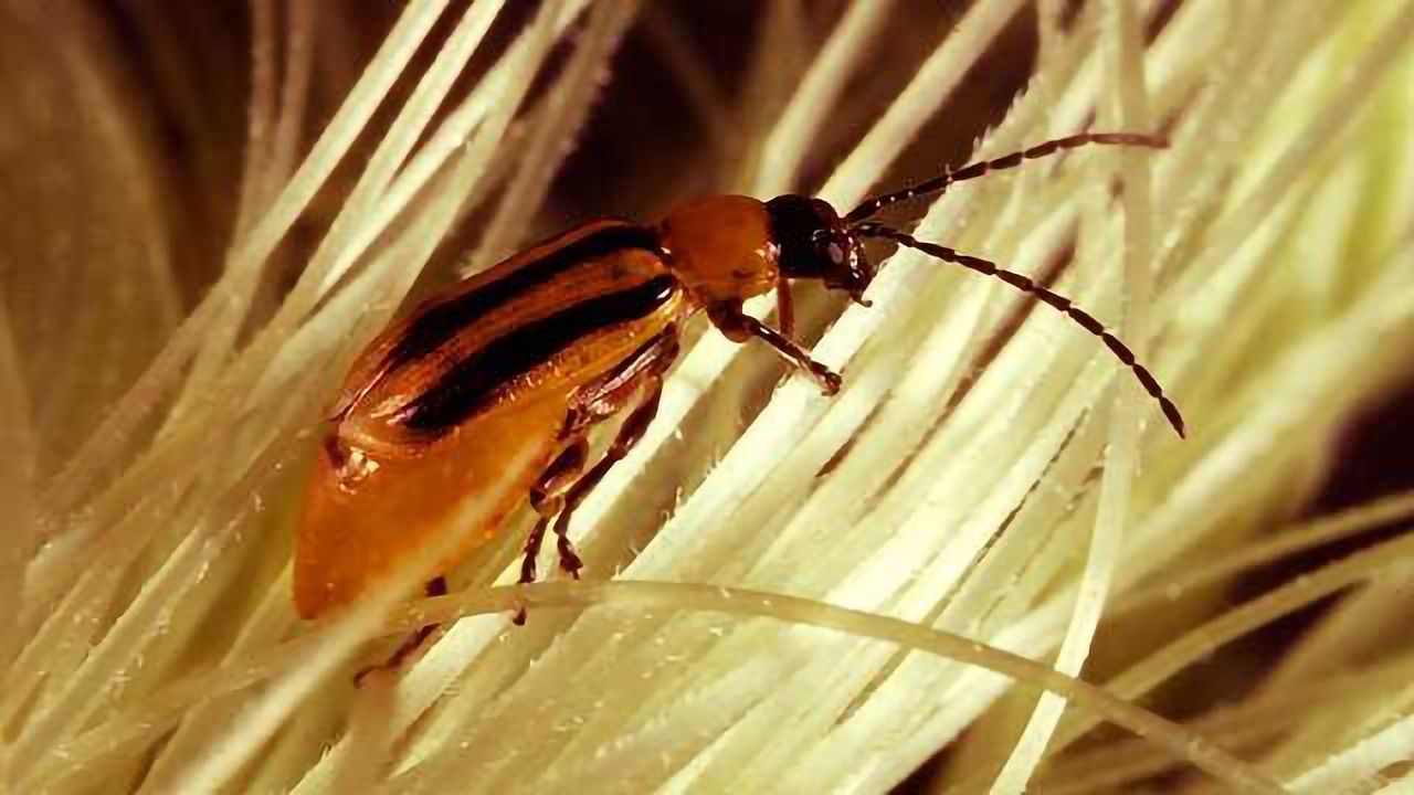 Maize Pest Exploits Plant Defense Compounds to Protect Itself