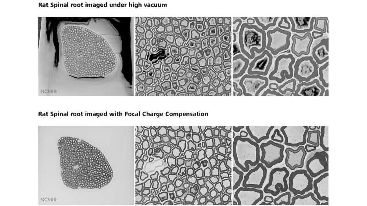 New Focal Charge Compensation Mode for ZEISS Field Emission Scanning Electron Microscopes Improves Image Quality