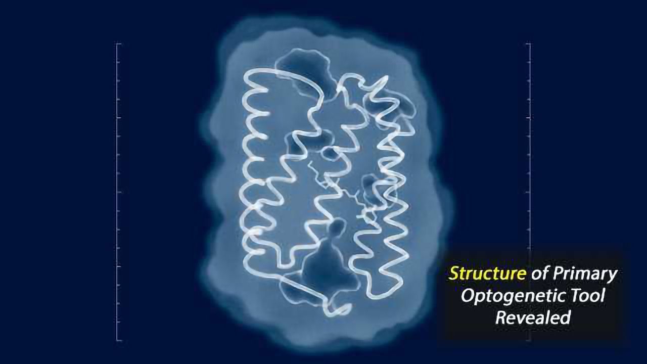 Structure of Primary Optogenetic Tool Revealed