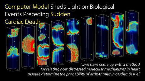 Computer Model Sheds Light on Biological Events Preceding Sudden Cardiac Death