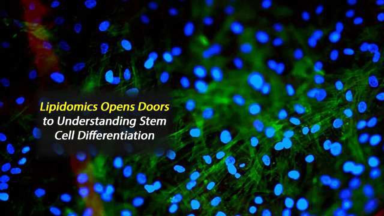 Lipidomics Opens Doors to Understanding Stem Cell Differentiation